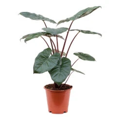 Alocasia Yucatan Princess - Elephant Ear 20 Alocasia Yucatan Princess - Elephant Ear -Indoor Plants Alocasia Yucatan Princess Elephant Ear