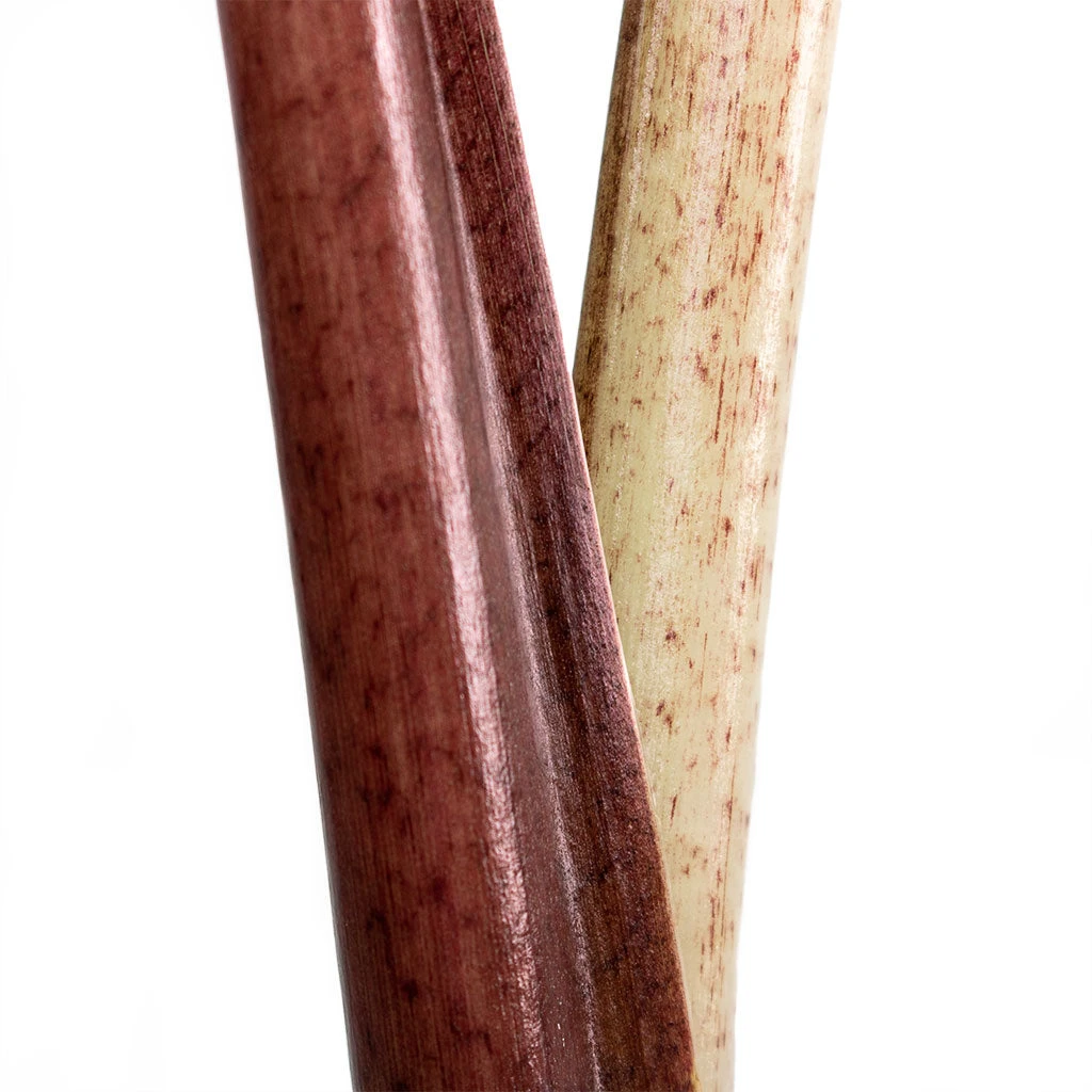 Alocasia Yucatan Princess - Elephant Ear 9 Alocasia Yucatan Princess - Elephant Ear - Image 9