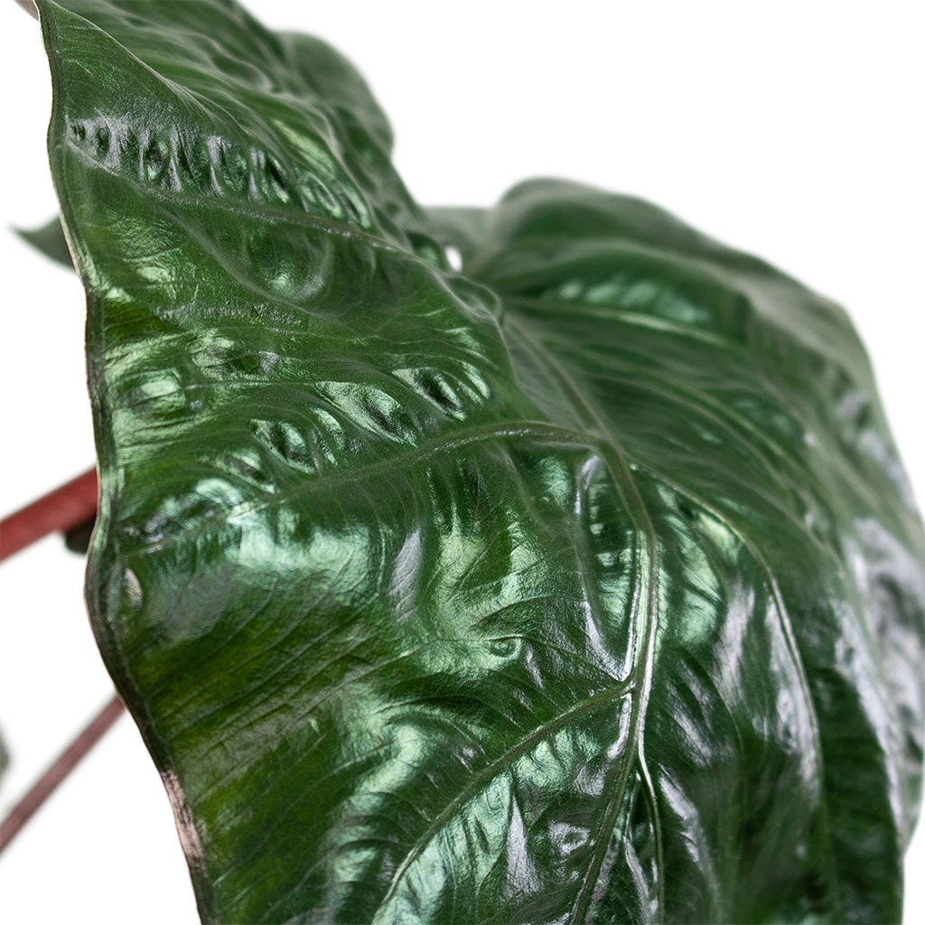 Alocasia Yucatan Princess - Elephant Ear 2 Alocasia Yucatan Princess - Elephant Ear - Image 2