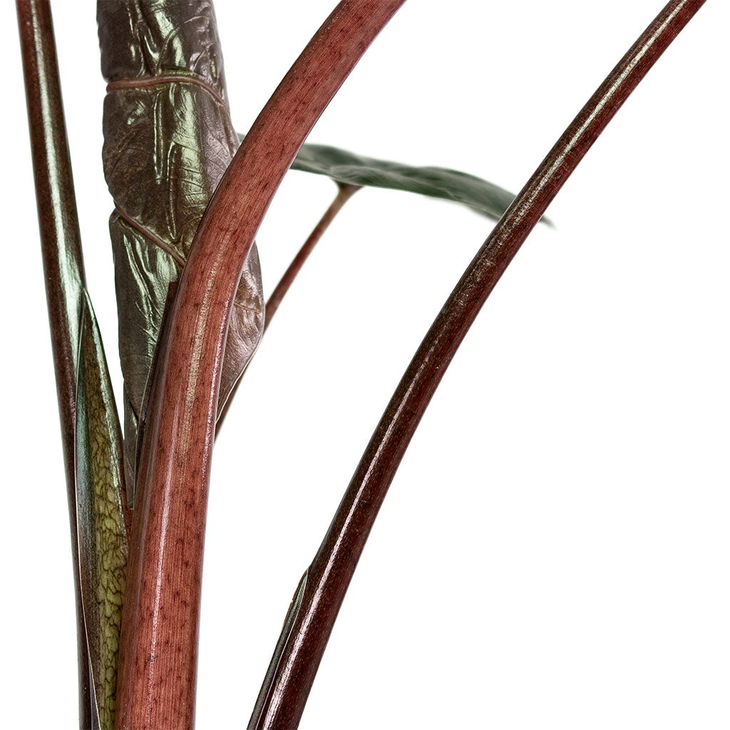 Alocasia Yucatan Princess - Elephant Ear 4 Alocasia Yucatan Princess - Elephant Ear - Image 4