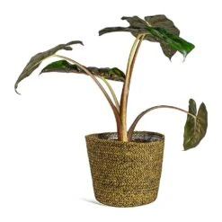 Alocasia Yucatan Princess - Elephant Ear 18 Alocasia Yucatan Princess - Elephant Ear -Indoor Plants Alocasia Yucatan Princess Elephant Ear selin Plant Basket Camel plant pot