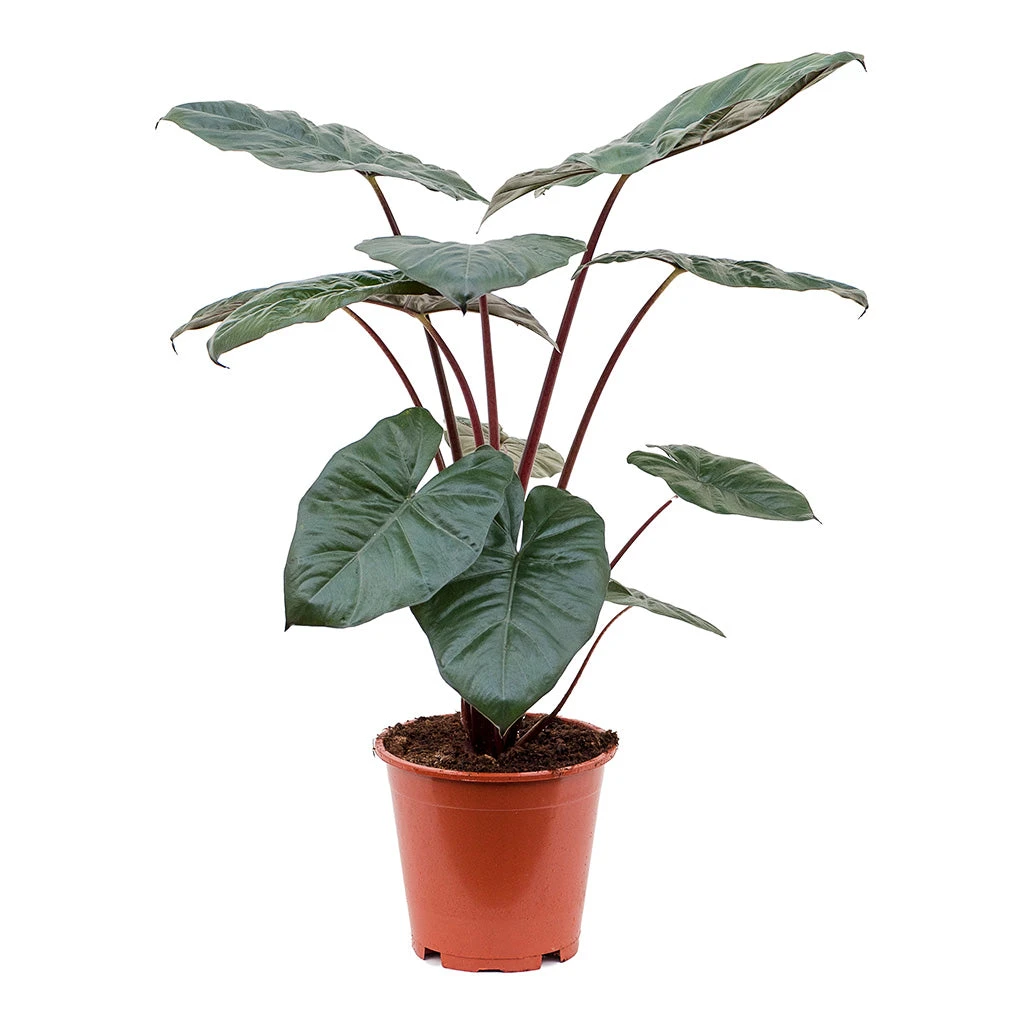 Alocasia Yucatan Princess - Elephant Ear 10 Alocasia Yucatan Princess - Elephant Ear - Image 10