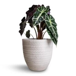 Angle Couple Plant Pot - White -Indoor Plants Alocasia amazonica Polly Elephant Ear 17x50cm Angle Couple Plant Pot White 24x23cm 6a0dfb71 7210 47f0 acf1 683fd38a4b97