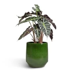 Remi Plant Pot - Green -Indoor Plants Alocasia amazonica Polly Elephant Ear 17x50cm Remi Plant Pot Green 23x25cm