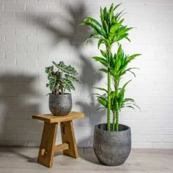 Dracaena Fragrans Janet Craig - Multi Stem -Indoor Plants Alocasia amazonica Polly Elephant Ear Dracaena fragrans Janet Craig Multi Stem Evi Plant Pot Midnight Black 1889a055 507c 4744 9f2c 3bb8fc8e0d27