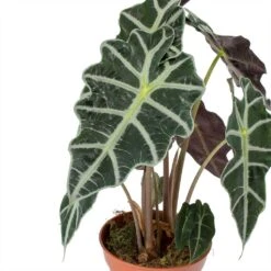 Alocasia Amazonica Polly - Elephant Ear 27 Alocasia Amazonica Polly - Elephant Ear -Indoor Plants Alocasia amazonica Polly Elephant Ear Leaves
