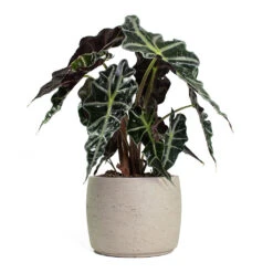Mini Valerie Plant Pot - Grey Washed -Indoor Plants Alocasia amazonica Polly Elephant Ear Mini Valerie Plant Pot Grey Washed