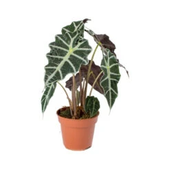 Alocasia Amazonica Polly - Elephant Ear 25 Alocasia Amazonica Polly - Elephant Ear -Indoor Plants Alocasia amazonica Polly Elephant Ear 941f9e9b ed40 488c b41e b561353cf4b6