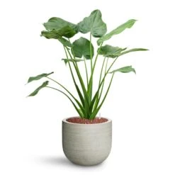 Cody Plant Pot - Ridged Cement -Indoor Plants Alocasia cucullata Hooded Dwarf Elephant Ear HydroCare Cody Plant Pot Ridged Cement 7ec88a3a d348 4da6 9343 303faf2c4ed5