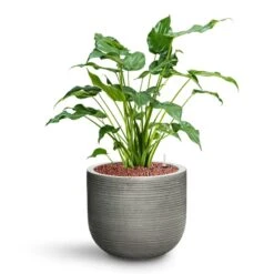 Cody Plant Pot - Ridged Dark Grey -Indoor Plants Alocasia cucullata Hooded Dwarf Elephant Ear HydroCare Cody Plant Pot Ridged Dark Grey 17486c34 743e 4666 9978 55626f63b071