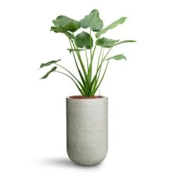 Cody Plant Vase - Ridged Cement -Indoor Plants Alocasia cucullata Hooded Dwarf Elephant Ear HydroCare Cody Plant Vase Ridged Cement 53311a7c c5fe 4cb5 81ec 0b5e78a179fa