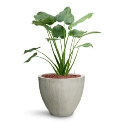 Jesslyn Plant Pot - Ridged Cement -Indoor Plants Alocasia cucullata Hooded Dwarf Elephant Ear HydroCare Jesslyn Plant Pot Ridged Cement 6bf6c966 7de7 4b9d a2b1 1be380853a18