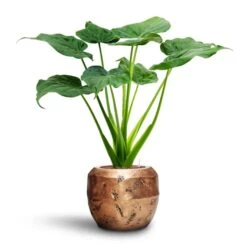 Opus Raw Couple Planter - Gold -Indoor Plants Alocasia cucullata Hooded Dwarf Elephant Ear HydroCare Opus Raw Couple Planter Gold 57784609 e4bf 4836 b797 d912d260100c