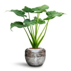 Alocasia Cucullata - Hooded Dwarf Elephant Ear - HydroCare -Indoor Plants Alocasia cucullata Hooded Dwarf Elephant Ear HydroCare Opus Raw Couple Planter Silver