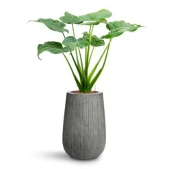 Patt High Plant Vase - Ridged Dark Grey -Indoor Plants Alocasia cucullata Hooded Dwarf Elephant Ear HydroCare Patt High Plant Vase Ridged Dark Grey 40f9e0f7 998a 468e b926 8e19612b7a3f