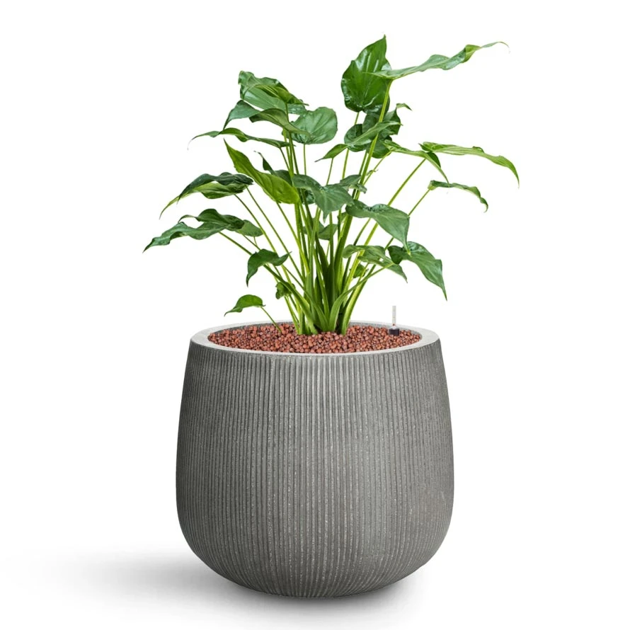 Pax Planter - Ridged Dark Grey 4 Pax Planter - Ridged Dark Grey - Image 4