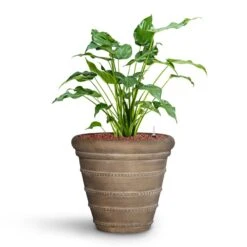 Treasure Selena Planter - Chalk Beige -Indoor Plants Alocasia cucullata Hooded Dwarf Elephant Ear HydroCare Treasure Selena Planter Chalk Beige f216ae93 651f 4c4b 920a 47934cf50681