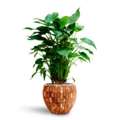 Facets Couple Planter - Jenga -Indoor Plants Alocasia cucullata Hooded Dwarf Elephant Ear HydrocultureFacets Couple Planter Jenga a6482f47 04ea 4120 87e8 45bc006b0932