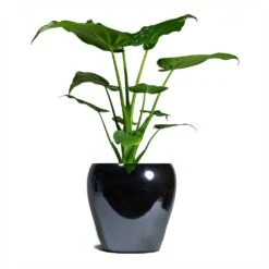 Amora Plant Pot - Anthracite Mirror 15 Amora Plant Pot - Anthracite Mirror -Indoor Plants Alocasia cucullata Hooded Dwarf ElephantEar 19x75cm Amora Plant Pot Anthracite Mirror 26x26cm 926da5da 3fbe 4a6c b1ef 1c3e9482e1a5