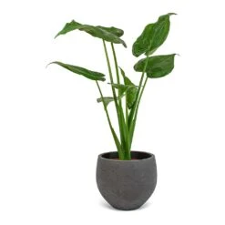 Mini Orb Kevan Plant Pot - Black Washed -Indoor Plants Alocasia cucullata Mini Orb Kevan Plant Pot Black Washed 02bf3936 cc56 4d97 bb0a 8fed8a435123