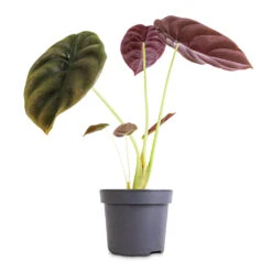 Alocasia Cuprea Red Secret - Elephant Ear -Indoor Plants Alocasia cuprea Red Secret Elephant Ear 12x25cm 1