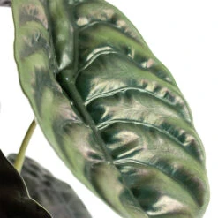 Alocasia Cuprea Red Secret - Elephant Ear -Indoor Plants Alocasia cuprea Red Secret Elephant Ear Close Up