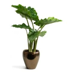 Amora Plant Pot - Black Gold -Indoor Plants Alocasia portodora Amora Black Gold Plant Pot 12191c14 a540 405f af90 8fe6e2728abf