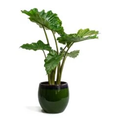 Alocasia Portodora - Upright Elephant Ear -Indoor Plants Alocasia portodora Charlotte Plant Pot Green