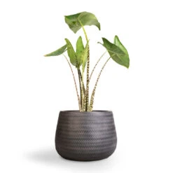 Angle Darcy Plant Pot - Anthracite -Indoor Plants Alocasia zebrina Tiger Elephant Ear 19x75cm Angle Darcy Plant Pot Anthracite 34.5x24cm 1 e69cd94e 70aa 4082 864f 450af7ddf6c4