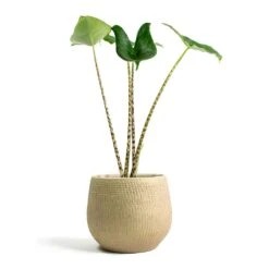 Ryan Plant Pot - Sand Gold -Indoor Plants Alocasia zebrina Tiger Elephant Ear Ryan Plant Pot Sand Gold
