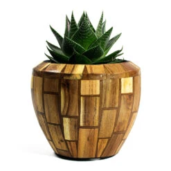 Facets Couple Planter - Jenga -Indoor Plants Aloe aristata Cosmo Facets Couple Planter Jenga