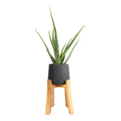 Patt Plant Pot - Tall Stand - Black Washed -Indoor Plants Aloe vera 12x40cm Patt Plant Pot Tall Stand Black Washed 23x34cm
