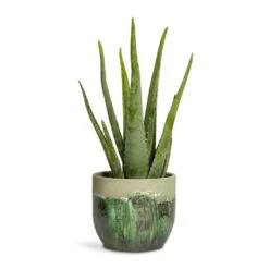 Moon Plant Pot - Jungle -Indoor Plants Aloe vera 15x45cm Moon Plant Pot Jungle 19x16cm
