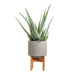 Vigo Plant Pot With Wooden Stand - Concrete Grey -Indoor Plants Aloe vera 19x55cm Vigo Plant Pot with Wooden Stand Concrete Grey 22x30.5cm
