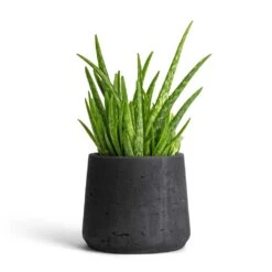 Patt Plant Pot - Black Washed -Indoor Plants Aloe vera Clumb 12x30cm Patt Plant Pot Black Washed 17x14cm 901f7a69 45e9 4993 b044 761cc737bcc3