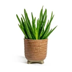 Aloe Vera Clumb 12 Aloe Vera Clumb -Indoor Plants Aloe vera Clumb Bekka Plant Pot Pale Pink
