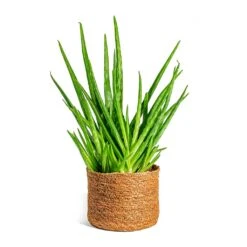 Aloe Vera Clumb 11 Aloe Vera Clumb -Indoor Plants Aloe vera Clumb Stef Plant Baskets Set of 5 Camel