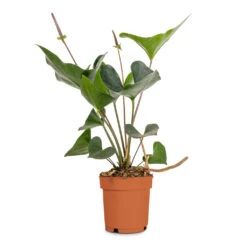 Anthurium Arrow 9 Anthurium Arrow -Indoor Plants Anthurium Arrow Flamingo Flower 14x50cm