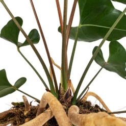 Anthurium Arrow 10 Anthurium Arrow -Indoor Plants Anthurium Arrow Flamingo Flower DETAIL 2