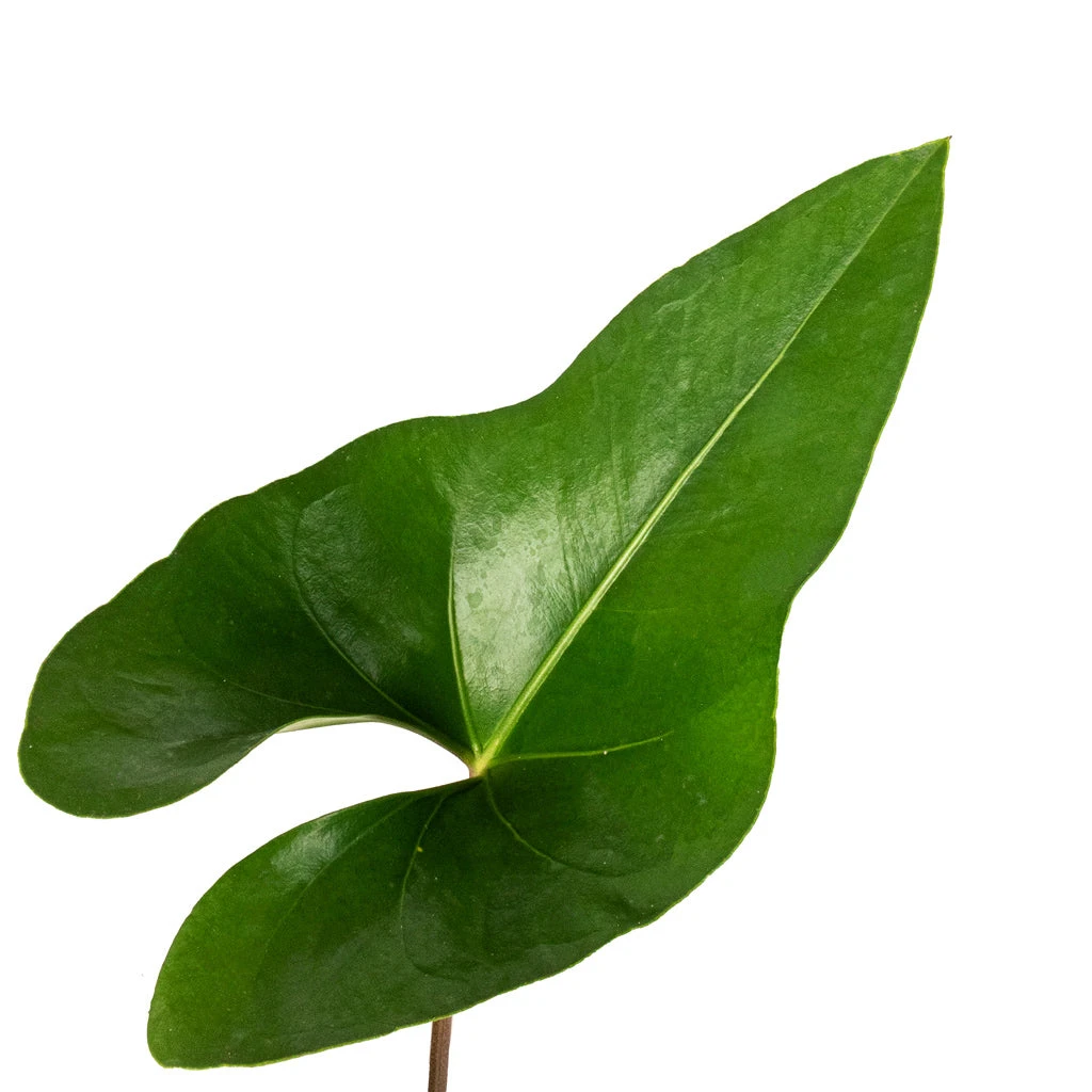 Anthurium Arrow 2 Anthurium Arrow - Image 2