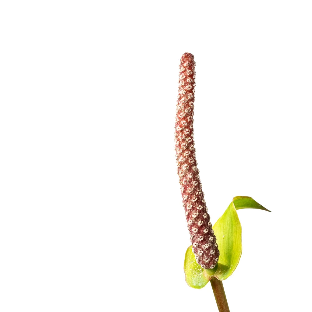Anthurium Arrow 5 Anthurium Arrow - Image 5