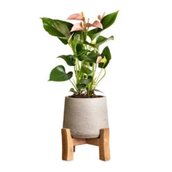 Patt Plant Pot - Low Stand - Grey Washed -Indoor Plants Anthurium Flamingo Flower Joli Peach 12x40cm Patt Plant Pot Low Stand Grey Washed 20x21cm 2 40e5de14 afb7 4359 965f ade2b22b5e0b