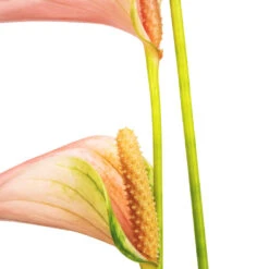 Anthurium - Flamingo Flower - Joli Peach -Indoor Plants Anthurium Flamingo Flower Joli Peach SWATCH 2