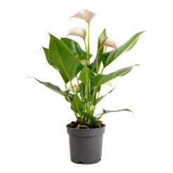 Anthurium - Flamingo Flower - Joli Pulse -Indoor Plants Anthurium Flamingo Flower Joli Pulse 12x40cm