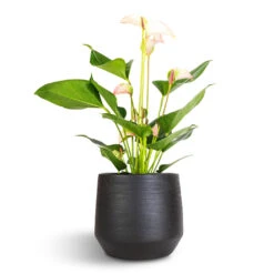 Norell Plant Pot - Black -Indoor Plants Anthurium Flamingo Flower Joli Pulse 12x40cm Norell Plant Pot Black 18x16cm 302a1dbb 1284 4af4 909b cb8e683c8ee2