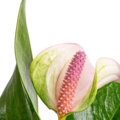 Anthurium - Flamingo Flower - Joli Pulse -Indoor Plants Anthurium Flamingo Flower Joli Pulse SWATCH 2