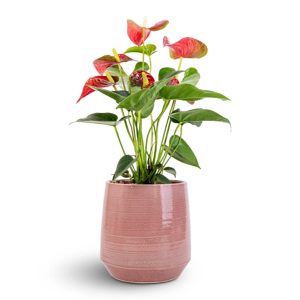 Remi Plant Pot - Pink 8 Remi Plant Pot - Pink - Image 8