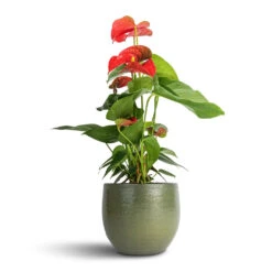 Anthurium - Flamingo Flower - Royal Red