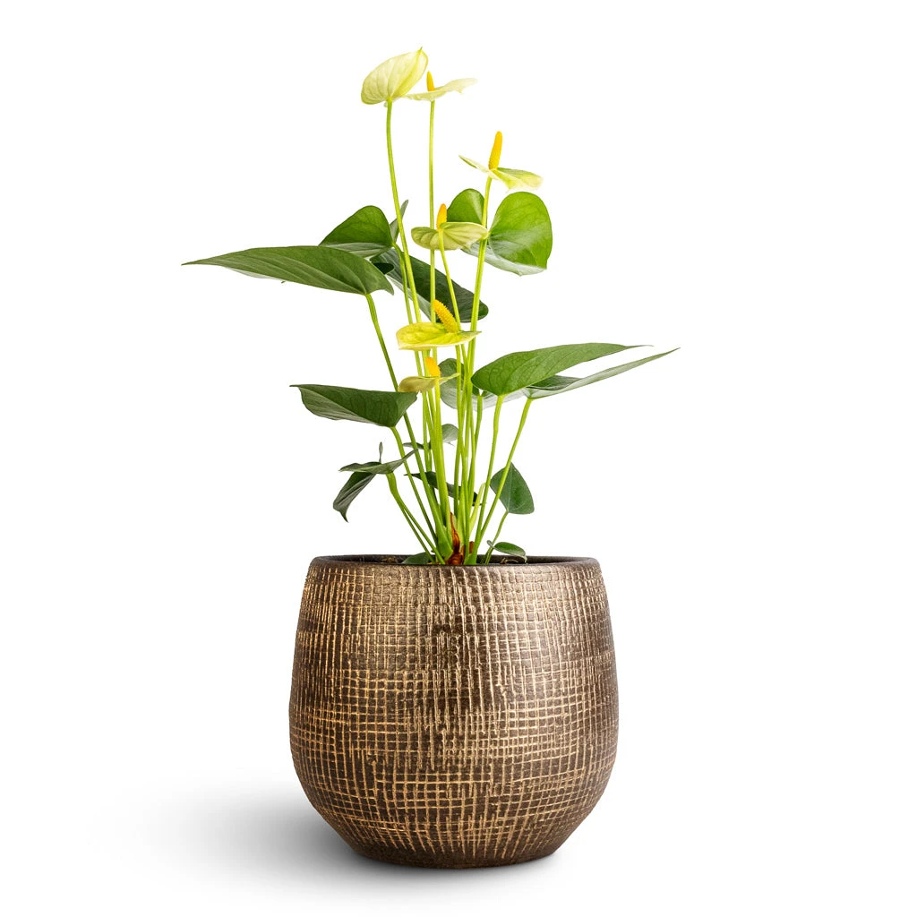 Ryan Plant Pot - Shiny Gold 17 Ryan Plant Pot - Shiny Gold - Image 17