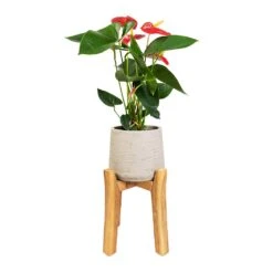 Patt Plant Pot - Tall Stand - Grey Washed -Indoor Plants Anthurium Royal Champion Royal Red 12x40cm Patt Plant Pot Tall Stand Grey Washed 23x34cm 85cd720c 37ab 41e7 bbf4 897eb461dab9